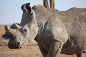 Rhino 2