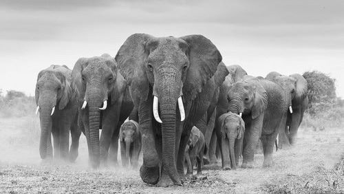 23167902_10155558245645358_4915176212990409436_n